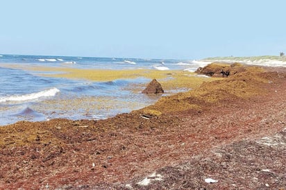  La Secretaría de Marina (Semar) en Quintana Roo alertó sobre una gran cantidad de sargazo que se está desviando a Yucatán, donde se espera la llegada masiva en fechas próximas. (ARCHIVO)