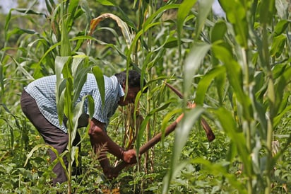 Reforma publicó este martes un reportaje titulado 'Da pocos frutos Sembrando Vida', según el cual solo el 7 % de los árboles planeados han sobrevivido en el primer año de aplicación del programa. (ARCHIVO)