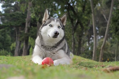 Cuando empieza la época más calurosa del año muchos de los dueños de perros consideran que es tiempo de pelar a sus mascotas. Sin embargo, existen excepciones que de no respetarlas podrían traer consecuencias graves.  (ESPECIAL) 