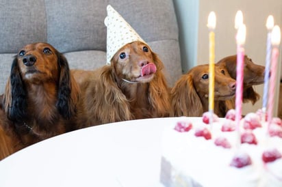 Hoy 21 de julio se celebra el Día del Perro y es tu oportunidad para devolver las sonrisas y buenos momento que ha pasado contigo.  (ESPECIAL)