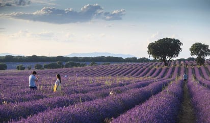 Los campos se encuentran justo al lado de la carretera y
desde allí se puede apreciar su colorido, olfatear el aroma
de las flores y escuchar el curioso zumbido de las abejas. (ARCHIVO)