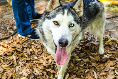 Las leyendas antiguas de los esquimales explican que los perros de trineo que tienen ambas coloraciones son mucho más rápidos de que los que tienen uno solo.  (ESPECIAL)