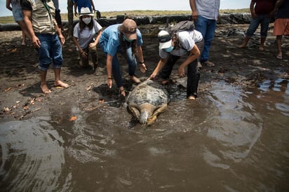 Una tortuga verde del Pacífico, de casi 200 libras de peso, da vueltas inquieta en una pileta del Centro de Conservación Marina de la Asociación Guatemalteca de Historia Natural (AGHN), como si sospechara que pronto abandonará el lugar en el que permaneció los últimos nueve meses bajo cuidados médicos. (ARCHIVO) 