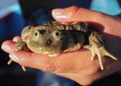 Un equipo de especialistas de varios países se unieron para hacer un estudio integral de la situación de la emblemática rana gigante del lago Titicaca, que está en peligro crítico. (ARCHIVO) 