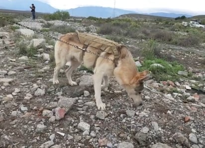 Intensifican búsqueda de menor en arroyo; integran caballos y un lobo mexicano a los trabajos de rescate.