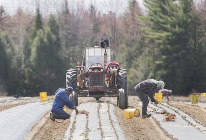 Trudeau dijo que destinará 59 millones de dólares canadienses para proteger contra la COVID-19 a decenas de miles de jornaleros.