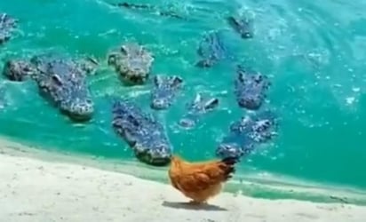 AL ver que estaba rodeada, la gallina intentó huir (CAPTURA)   