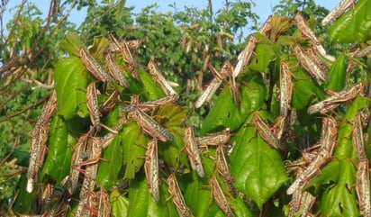 México invertirá 25 millones de pesos (1.11 millones de dólares) en el control de la langosta centroamericana, una campaña que desde hace 16 años opera en diez estados, informó este miércoles la Secretaría de Agricultura y Desarrollo Rural (Sader). (TWITTER)