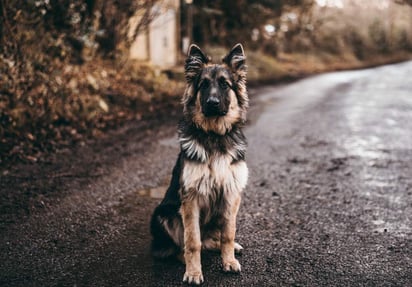 Aunque tu perro se encuentre en esta lista, puede contar con un temperamento más tranquilo si tuvo una socialización y educación adecuada. De igual manera, debes saber que es propenso a sufrir estos escenarios y ser precavido (ARCHIVO)