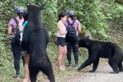 Debido al comportamiento del animal que fue visto en diversas ocasiones rondando a visitantes y lugareños, se tomó la decisión de castrarlo. Según detalló Elva Griselda Garza Morado, encargada de la delegación de la Profepa en Nuevo León (ESPECIAL)   