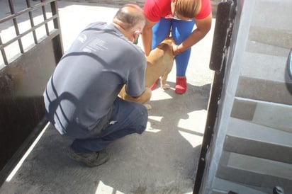 Buscan proteger a los perros y gatos de la rabia y garrapatas. (EL SIGLO DE TORREÓN) 