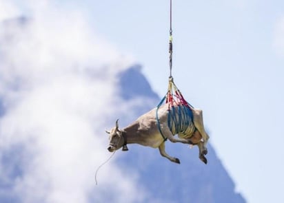 El día de hoy alrededor de 1,000 vacas fueron bajadas con éxito en el paso Klausen en Suiza, pero dos, las cuales sufrieron heridas menores, fueron transportadas en helicóptero.  (AP) 