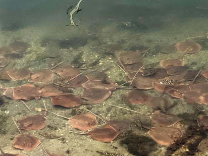 Las autoridades medioambientales de Florida (EUA) determinaron que la muerte masiva de peces en la Bahía Vizcaína (Biscayne Bay) de Miami es el resultado de un bajo nivel de oxígeno disuelto en el agua. (ARCHIVO) 