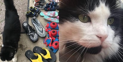 El gato llegaba constantemente a su casa con diferentes zapatos (CAPTURA) 