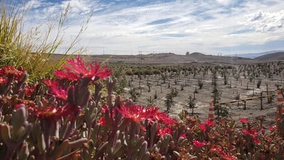 La bioeconomía es una visión que impulsa la industrialización inteligente a partir del uso de recursos biológicos, convirtiéndolos en productos con valor agregado. (ARCHIVO) 