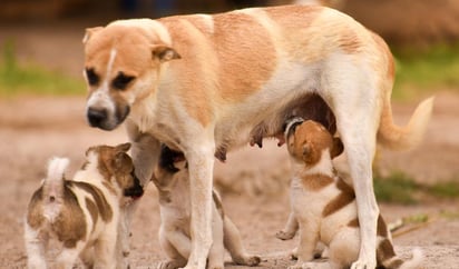 Si la Fiscalía lo determina según las investigaciones del caso donde falleció un hombre tras ser atacado por un jauría, los perros involucrados serían sacrificados (ESPECIAL)  