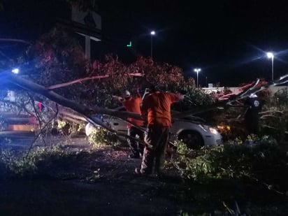 Personal de Protección Civil retiró la rama y evaluó la situación para descartar algún otro riesgo. (EL SIGLO DE TORREÓN)