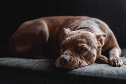 No importa si tu mascota pasó muchos años contigo o a penas unos meses, una muerte natural es lo que todos nosotros les deseamos, y la idea de la eutanasia parece inconcebible. (ESPECIAL)