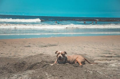 Tu perro es tu compañero, y parte de muchos momentos importantes de tu vida. Es por ello que viajar con ellos se ha vuelto una actividad muy enriquecedora para ambos, especialmente para los jóvenes quienes deciden adoptar canes con el fin de mantenerlos junto a ellos en todo momento. (ESPECIAL)
