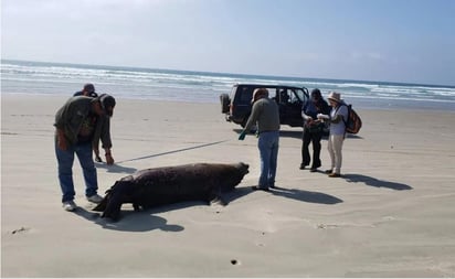 La Procuraduría Federal de Protección al Ambiente (Profepa) informó que el pasado 4 de septiembre activó el Protocolo de Atención para Varamiento de Mamíferos Marinos. (ESPECIAL)