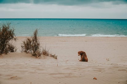 Tal vez tengas pensado llevar a tu mascota contigo de vacaciones a la playa, o incluso ya lo hayas hecho anteriormente. Si es así, seguro que estás acostumbrado a lo mucho que los perros disfrutan jugar en la arena y si, también en el mar. (ESPECIAL)