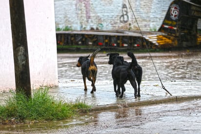 Ciudadanos llaman a las autoridades a realizar acciones para contrarrestar la sobrepoblación de perros callejeros. (EL SIGLO DE TORREÓN)