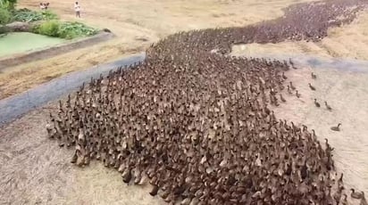 Más de 10 mil patos participan en el proyecto de cultivo y crianza en los campos de arroz de Tailandia (CAPTURA) 