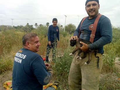 Elementos de Bomberos realizan una ardua labor de rescate de una perra y sus cachorros atrapados en un pozo de tierra. (EL SIGLO DE TORREÓN)