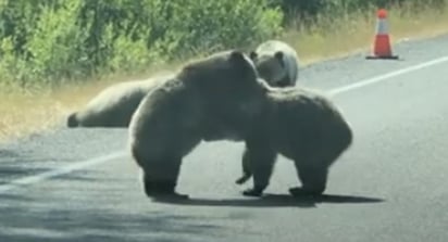 Los 4 oseznos sólo estaban jugando (CAPTURA)