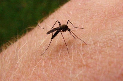 La Organización de la Salud ha informado que el mosquito Aedes Aegypti vive en hábitats urbanos y se reproduce principalmente en recipientes artificiales.