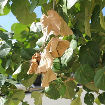 Con el equinoccio, el día y la noche tienen la misma duración. Este fenómeno se presenta dos veces al año, al inicio de la primavera y al comienzo del otoño.
(ARCHIVO)