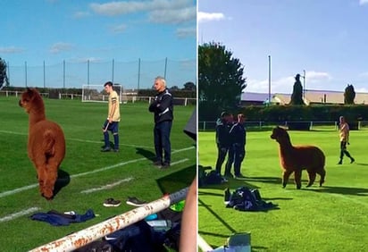 El equipo que ganó, Ilkley Town, está considerando adoptar a la alpaca como su mascota oficial. (INTERNET)