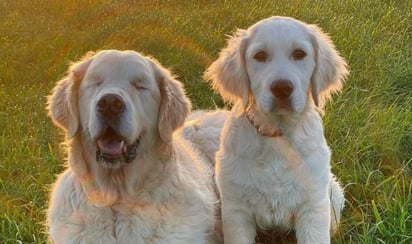 El Golden Retriever de 11 años de edad, 'Tao', perdió la vista el año pasado al padecer glaucoma (@tao_mr_winky) 