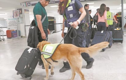 Al afirmar que los decomisos de droga y dinero irregular han aumentado 'muchísimo' en las aduanas del país, el presidente Andrés Manuel López Obrador aseguró que por su olfato, los perros detectores de droga son mejores que cámaras y aparatos de alta tecnología para detectar mercancía ilícita.
(ARCHIVO)