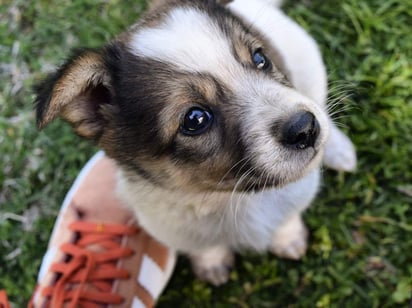 Seguramente alguna vez tu perro ha intentado morderme los pies cuando vas caminando, y, aunque podría parecer algo sencillo, lo cierto es que puede tener alguna causa específica. (ESPECIAL)