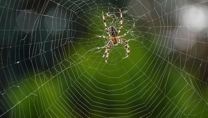 La imagen de la telaraña fue compartida por el Departamento de Conservación de Misuri  (ESPECIAL) 