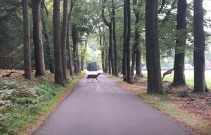 El animal y su rebaño estaban huyendo de dos personas que los asustaron (CAPTURA)