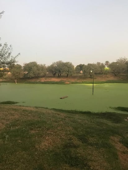 Con el paso de los días, el agua se comenzó a llenar de insectos y favoreció el crecimiento de maleza. (EL SIGLO DE TORREÓN)