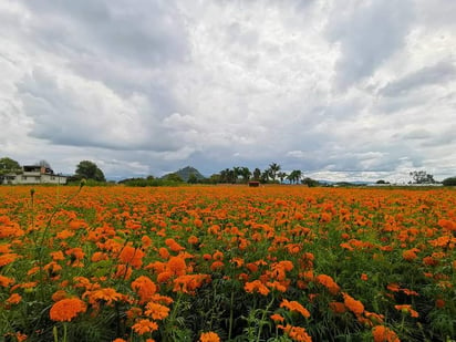 Ofrecen tour por los campos de flor de cempasúchil en Puebla. (INSTAGRAM//@juls_herzim)
•

