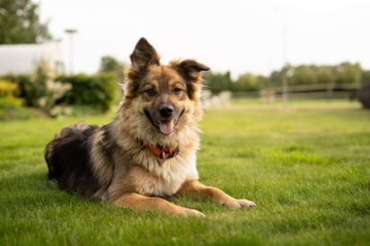 Seguramente cuando escuchas a tu perro ladrar muchas veces puede identificar lo que está deseando comunicarse; por ejemplo, que están llamando al timbre o que quiere jugar.  (ESPECIAL)