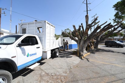 El director de Medio Ambiente de Torreón, Felipe Vallejo, catalogó como una “atrocidad” lo ocurrido este viernes con dos árboles en el bulevar Diagonal Reforma y calzada Juan Francisco Ealy Ortiz, mismos que fueron cortados por trabajadores sindicalizados del Simas Torreón por supuestas afectaciones a cableado eléctrico de la zona. (FERNANDO COMPEÁN)