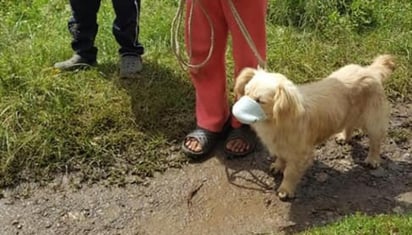 Fotografía divide opiniones sobre el uso del cubrebocas en perros (CAPTURA)  