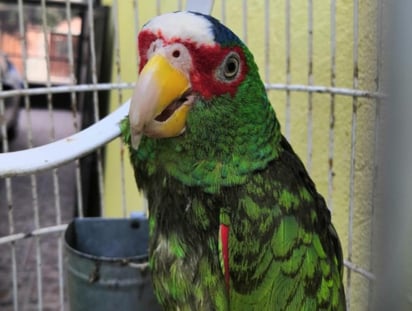 Mucho se ha hablado de cómo los perritos y gatos hacen felices a sus dueños con su gran amor y lealtad, pero hay otro tipo de mascotas que dan el mismo o más cariño. (Cortesía) 