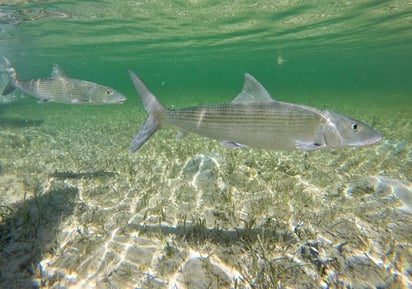 Científicos de la Universidad Atlántica de Florida (FAU) en Estados Unidos, son los primeros en el mundo en lograr la reproducción en cautividad del macabí o macabijo, un voraz, veloz y peleón pez tropical muy apreciado por los pescadores deportivos. (ARCHIVO) 
