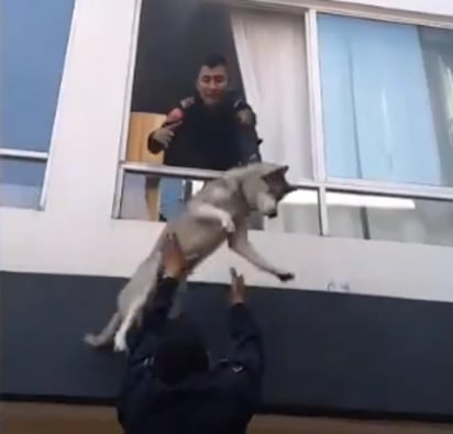 El perro no resultó herido (CAPTURA)