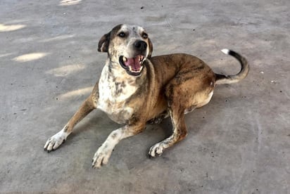 Canelo es un perrito que ha tenido mala suerte para encontrar un hogar lleno de amor, pero todo eso puede cambiar gracias a usted. (CORTESÍA)