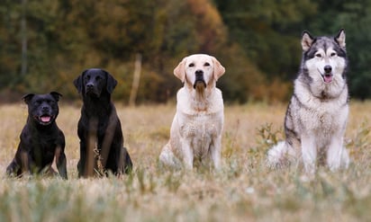 El inicio de la relación entre perros y humanos sigue siendo un misterio, aunque un nuevo estudio señala que la domesticación se había completado hace, al menos, 11,000 años, justo después de la Edad de Hielo, cuando ya existían cinco tipos de canes con distintas ascendencias genéticas. (ESPECIAL) 
