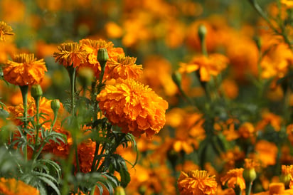 La flor de cempasúchil, luego de marcar el camino del retorno de los difuntos en los días de Muertos, no debe de ir a la basura puede ser reciclado en la elaboración de tés o infusiones para malestares estomacales y para insecticidas, señalaron jóvenes especializadas en biotecnología y floricultura que integran la organización Plantarium Toluca. (ARCHIVO)