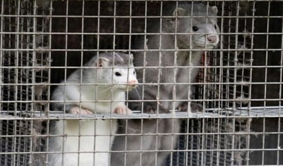 Supuestamente el virus detectado en los animales corresponde a una mutación genética del SARS-CoV-2 (ESPECIAL) 