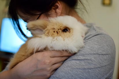 Los conejos domesticados son una mascota muy cariñosa y excelentes animales de compañía, sin embargo, probablemente hayas vivido una situación donde tu conejo busca orinar sobre ti.  (ESPECIAL)